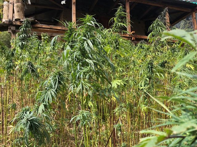 Hemp field beside a traditional Himalayan house