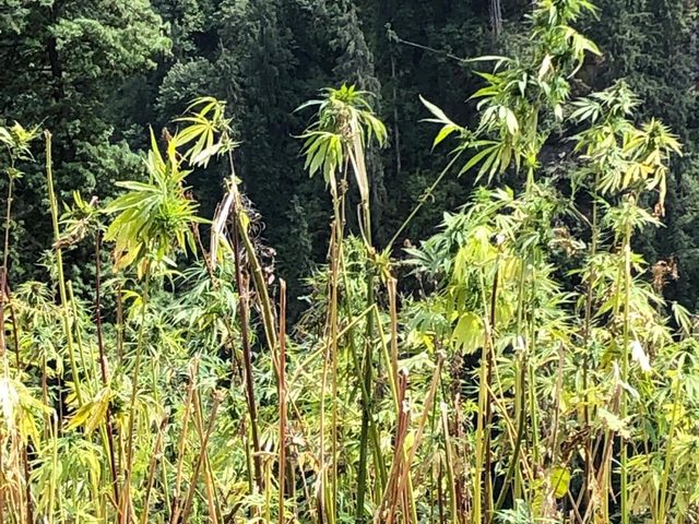 Tall hemp plants on a forested hillside